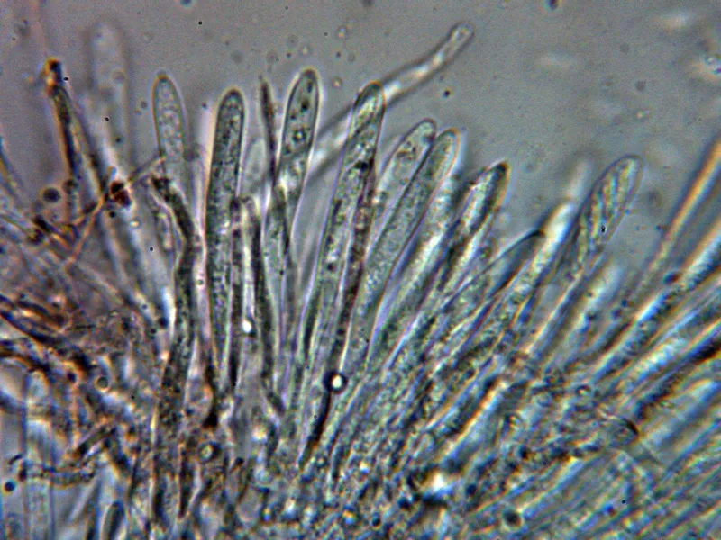 Chlorociboria aeruginascens 10 - Ascos 3